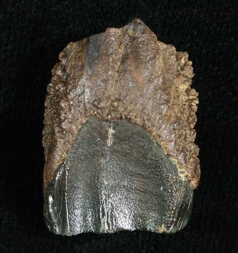 Triceratops Shed Tooth - #5698